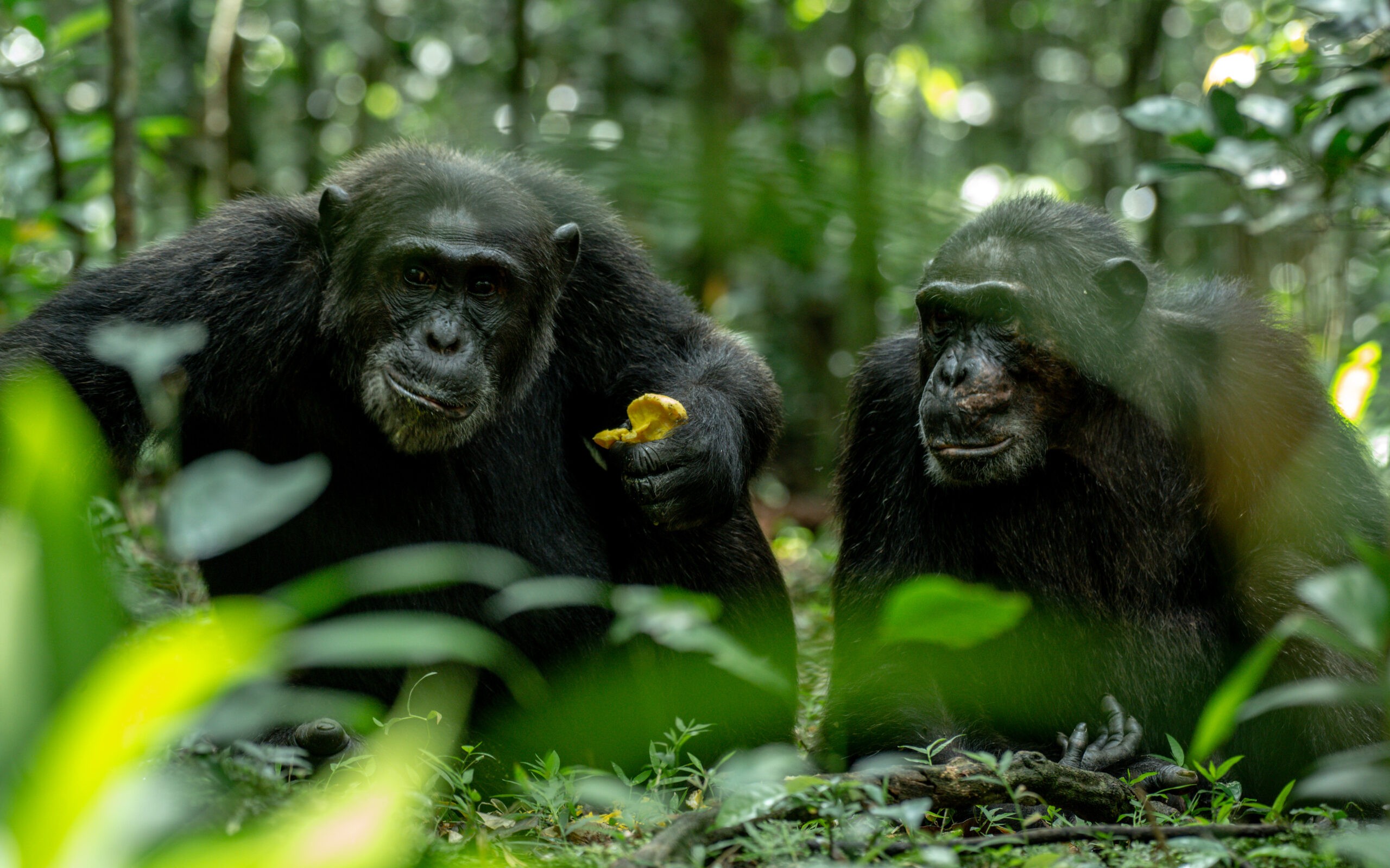 Two chimpanzees sitting together in the forest undergrowth, Kibale Forest, Uganda