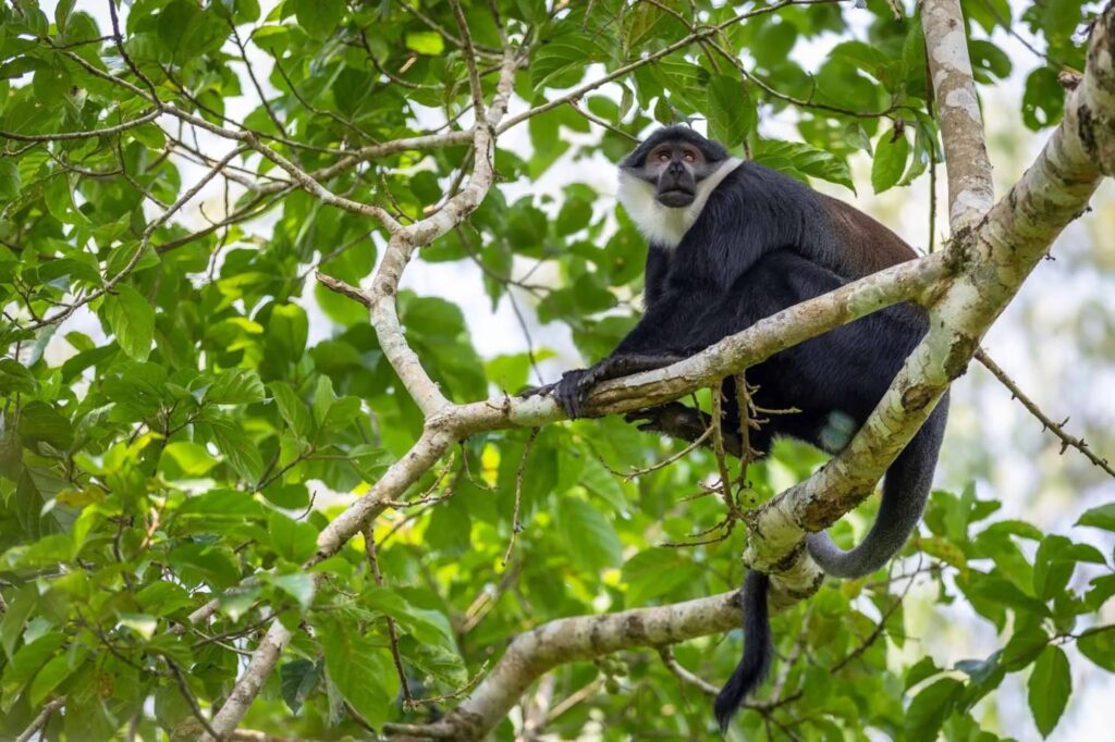 A L'Hoest's monkey sitting on a branch in the forest canopy, Kibale Forest, Uganda