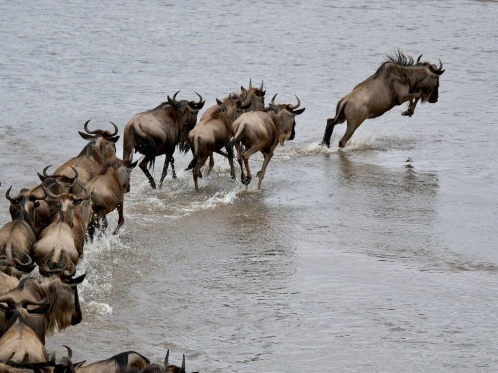 Wildebeest leaping through a river crossing on the Great Migration, Serengeti, Tanzania