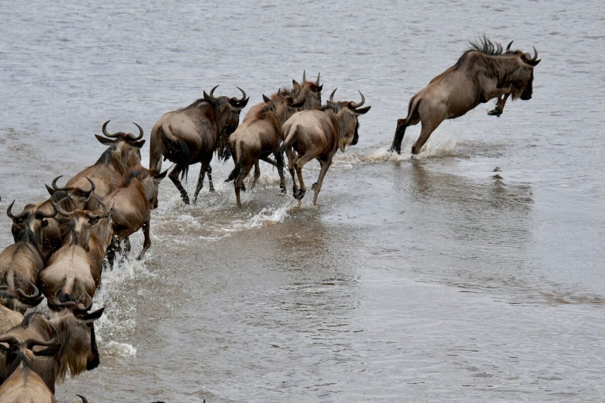 Wildebeest crossing a river on the Great Migration