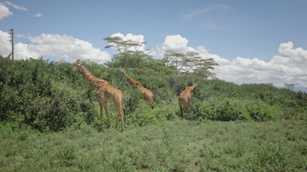 Rothschild's giraffe among acacia under an open sky on the northern bank of Murchison Falls National Park