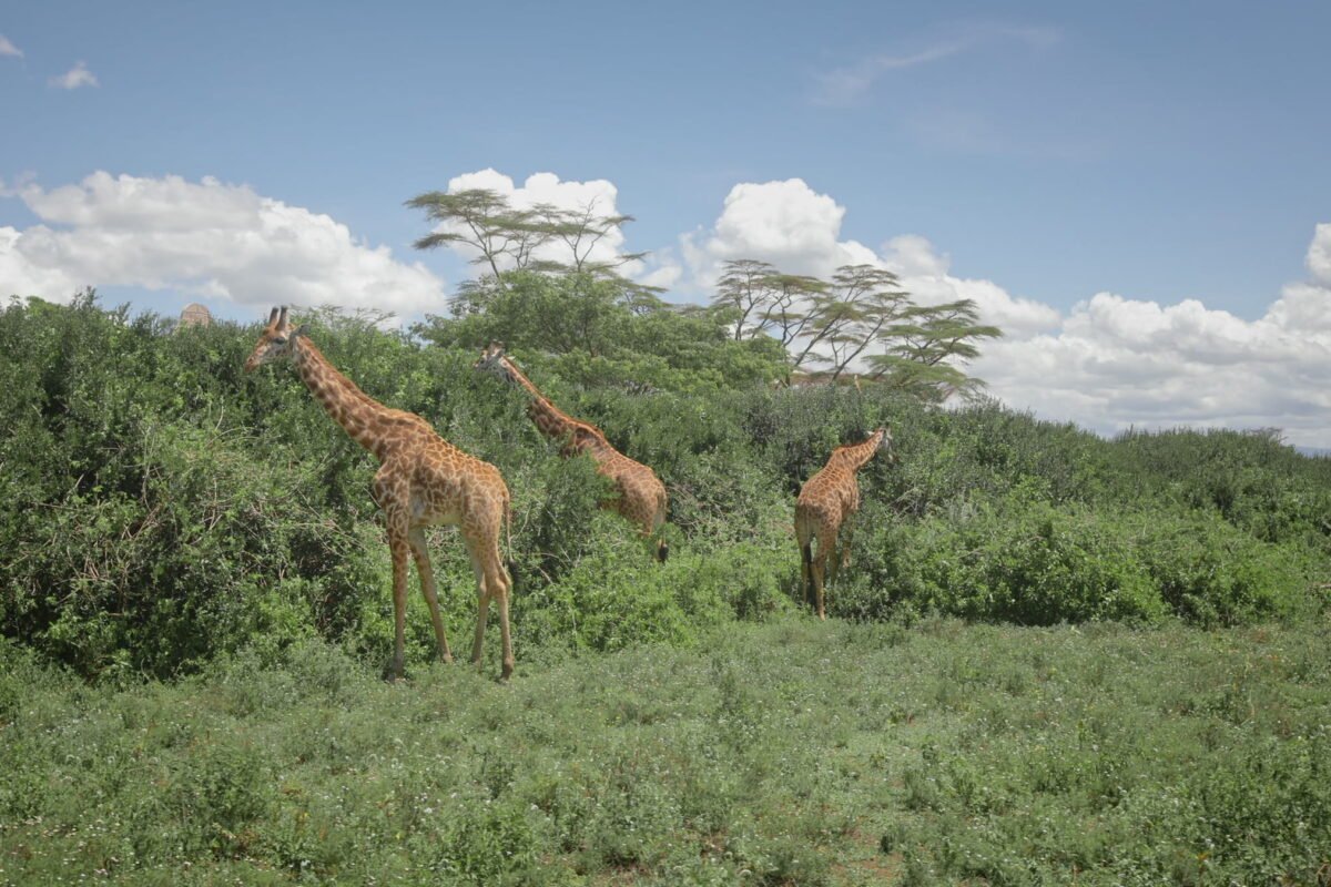 Rothschild's giraffe on the northern bank at Murchison Falls, Uganda