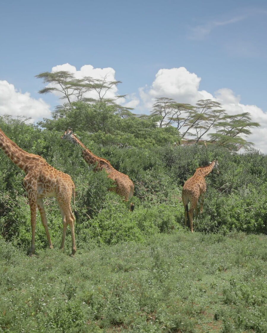Rothschild's giraffe among acacia under an open sky on the northern bank of Murchison Falls National Park
