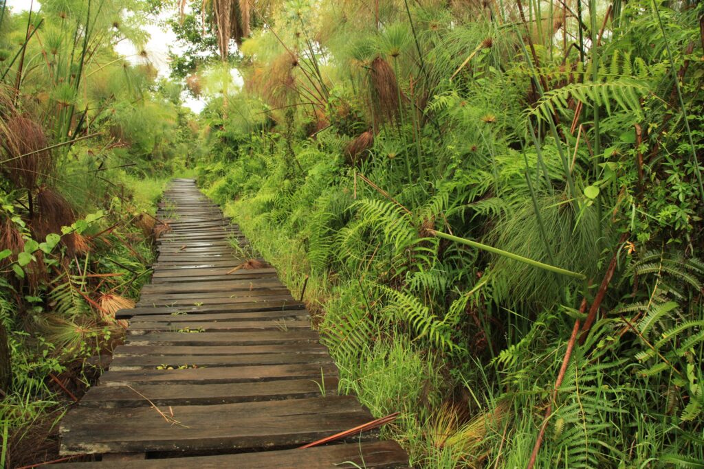 The boardwalk through papyrus at Bigodi wetland beside Kibale Forest, Uganda