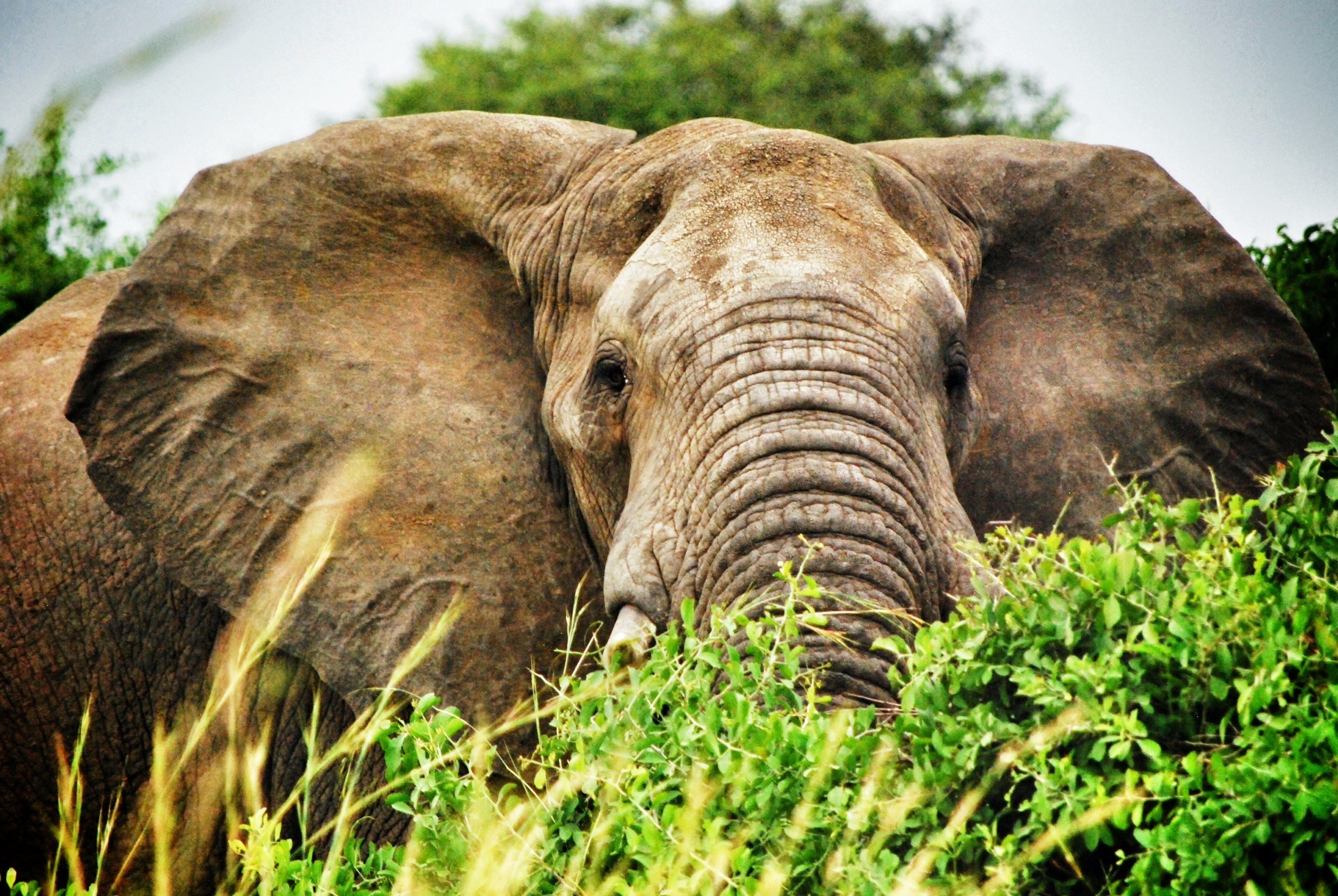 An African elephant close in long grass, Uganda