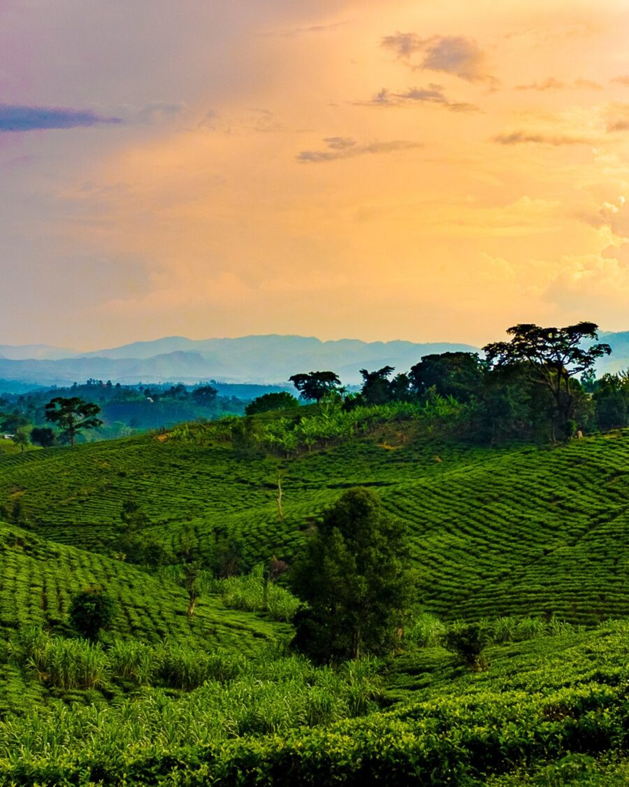 Tea-covered hills at golden hour