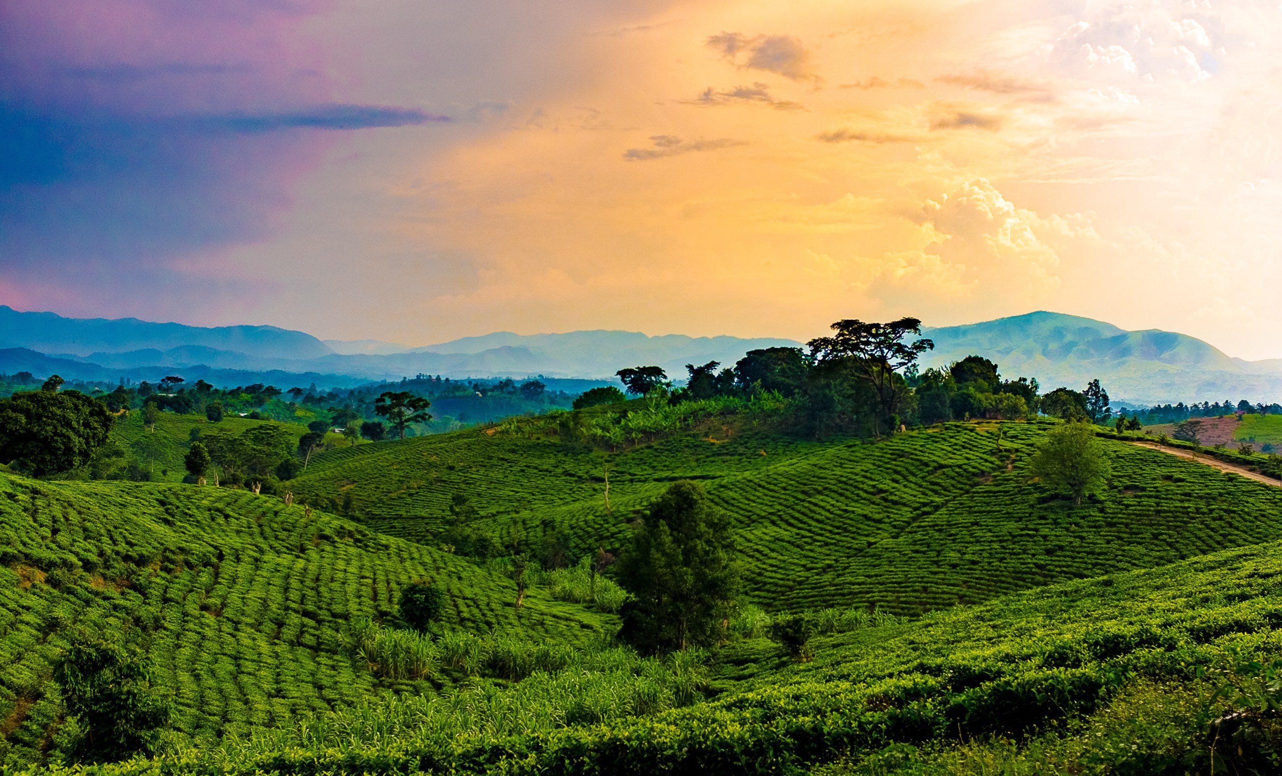 Tea-covered hills at golden hour