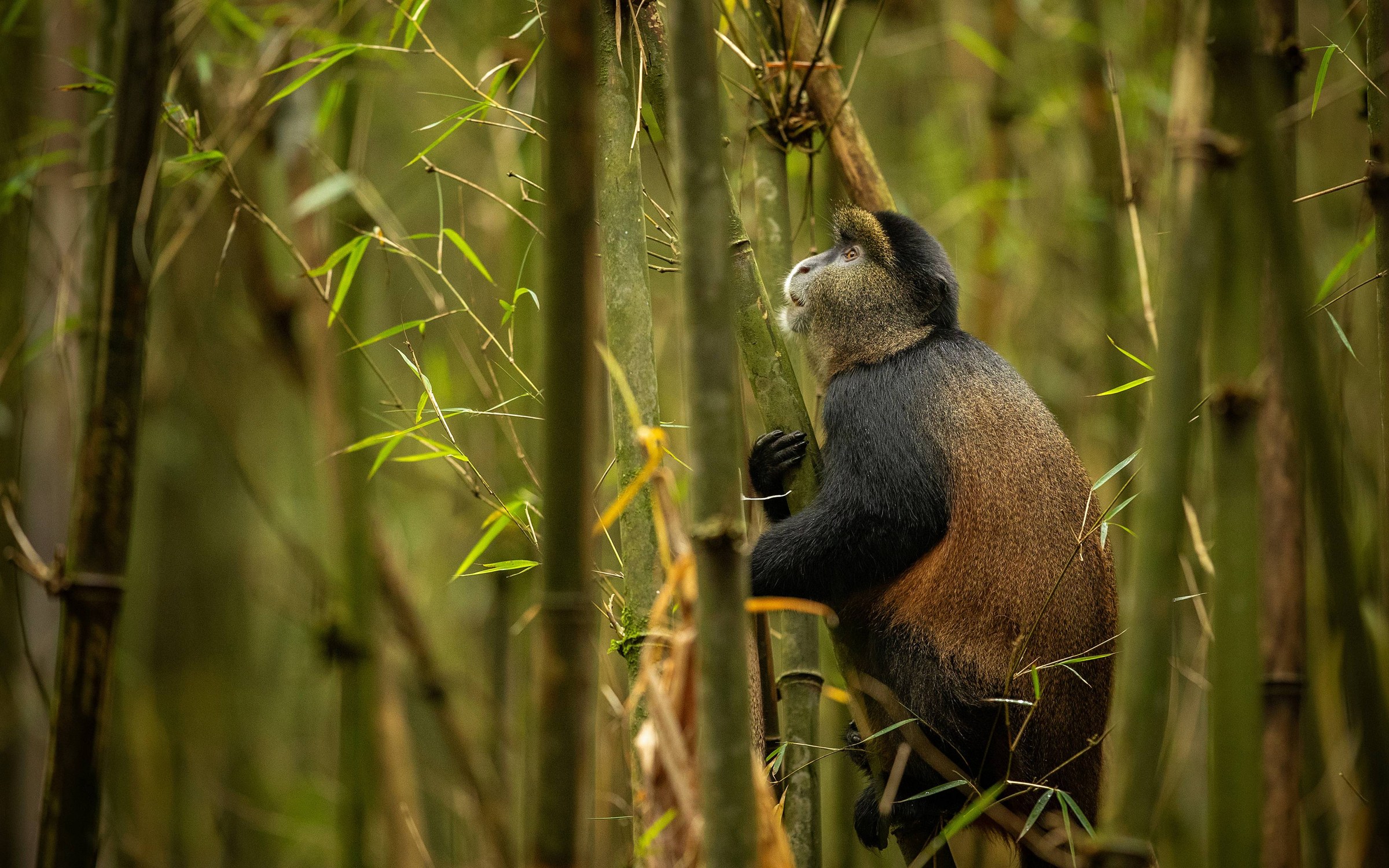 A golden monkey feeding in bamboo on the Virunga slopes