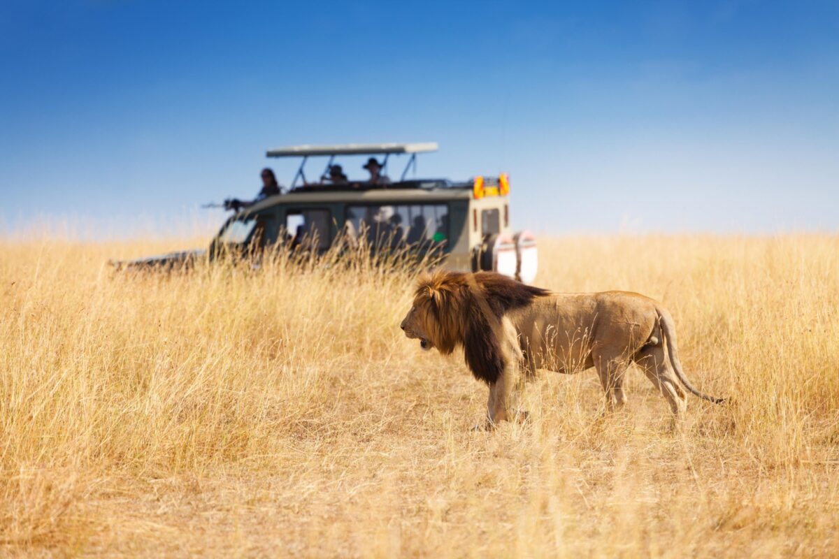 Two lions in long grass beside an open safari vehicle in the Maasai Mara, Kenya