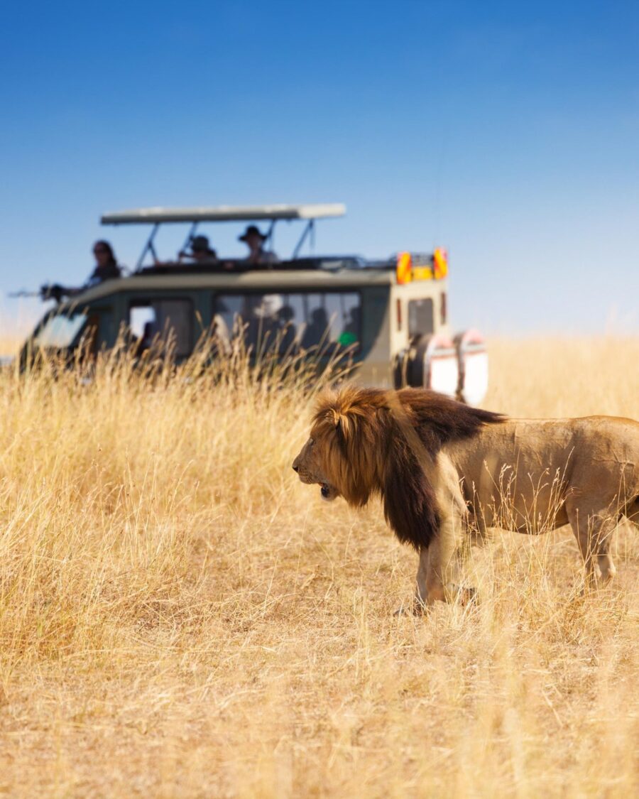 Two lions in long grass beside an open safari vehicle in the Maasai Mara, Kenya