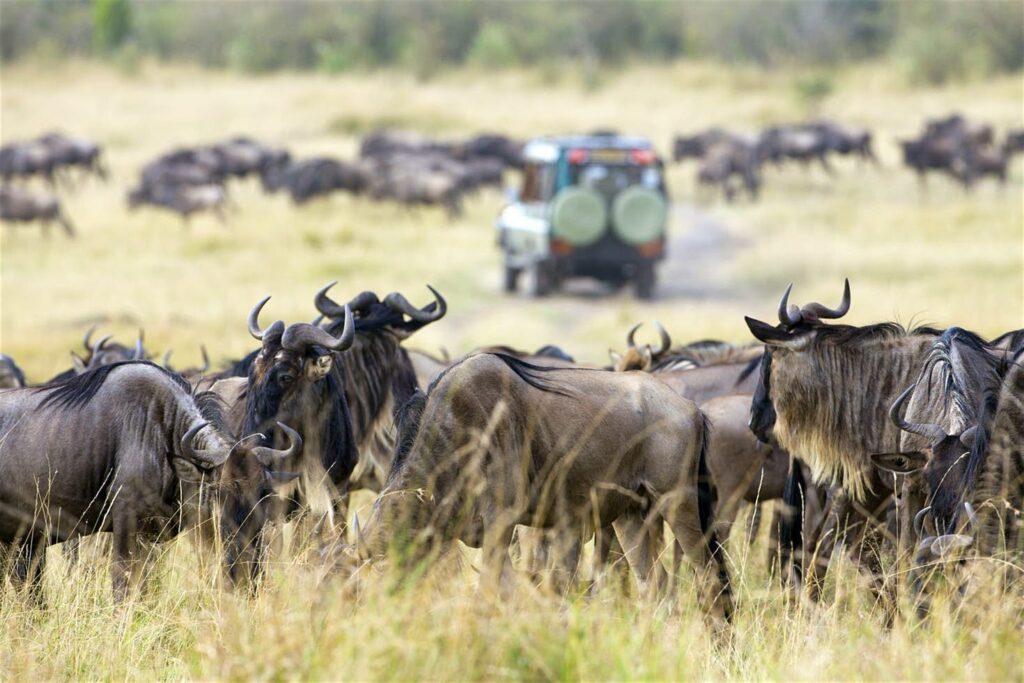 Wildebeest massed on the plain with a safari vehicle beyond, Serengeti, Tanzania