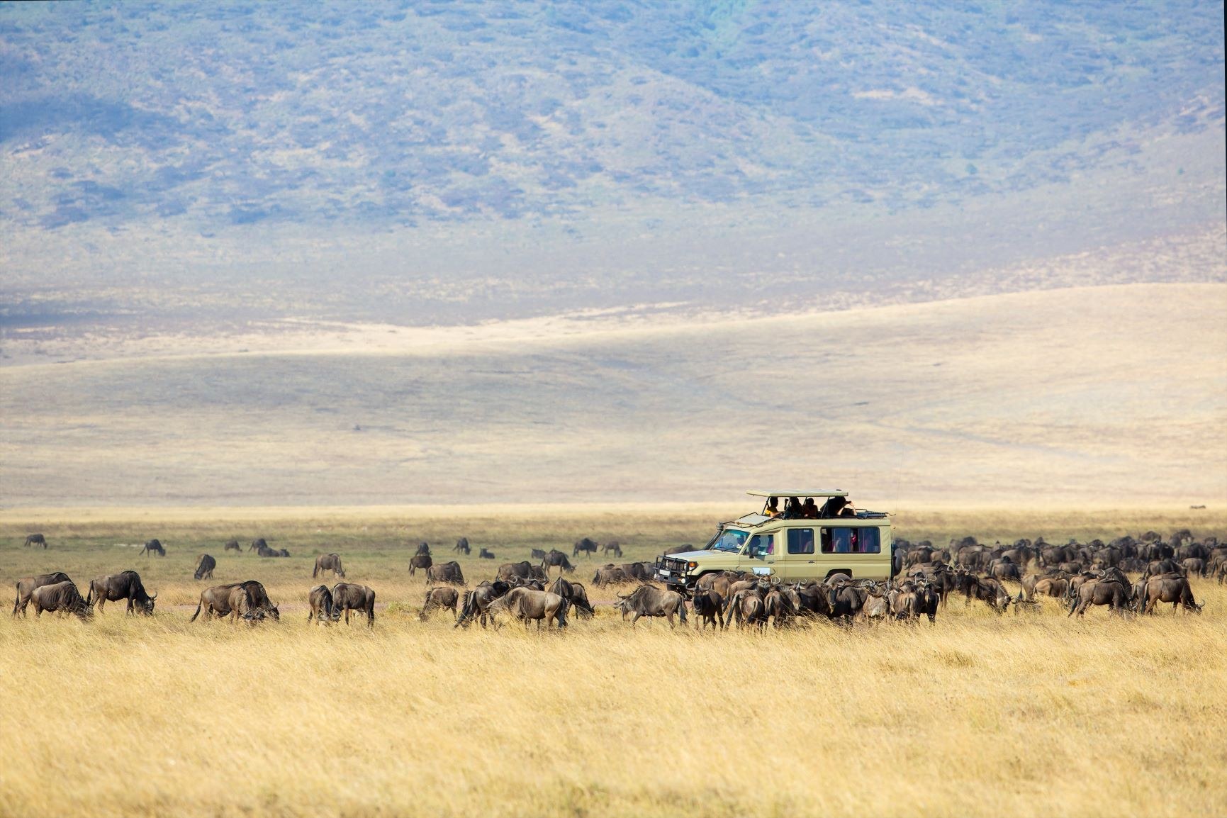 A safari vehicle among a herd of wildebeest on open grassland