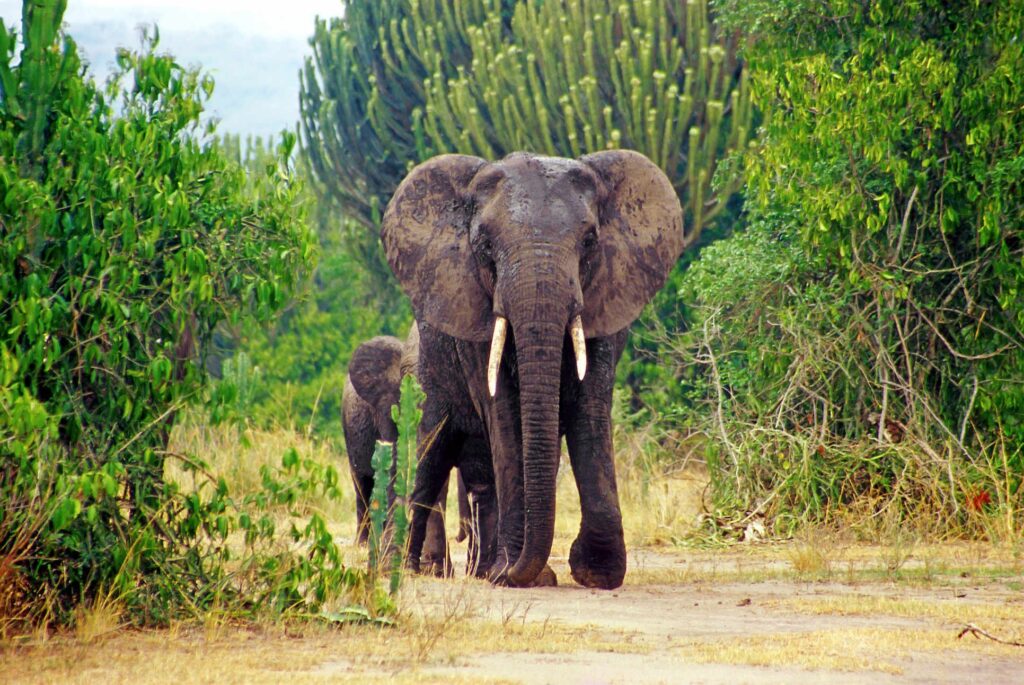An elephant family among euphorbia in Queen Elizabeth National Park, Uganda