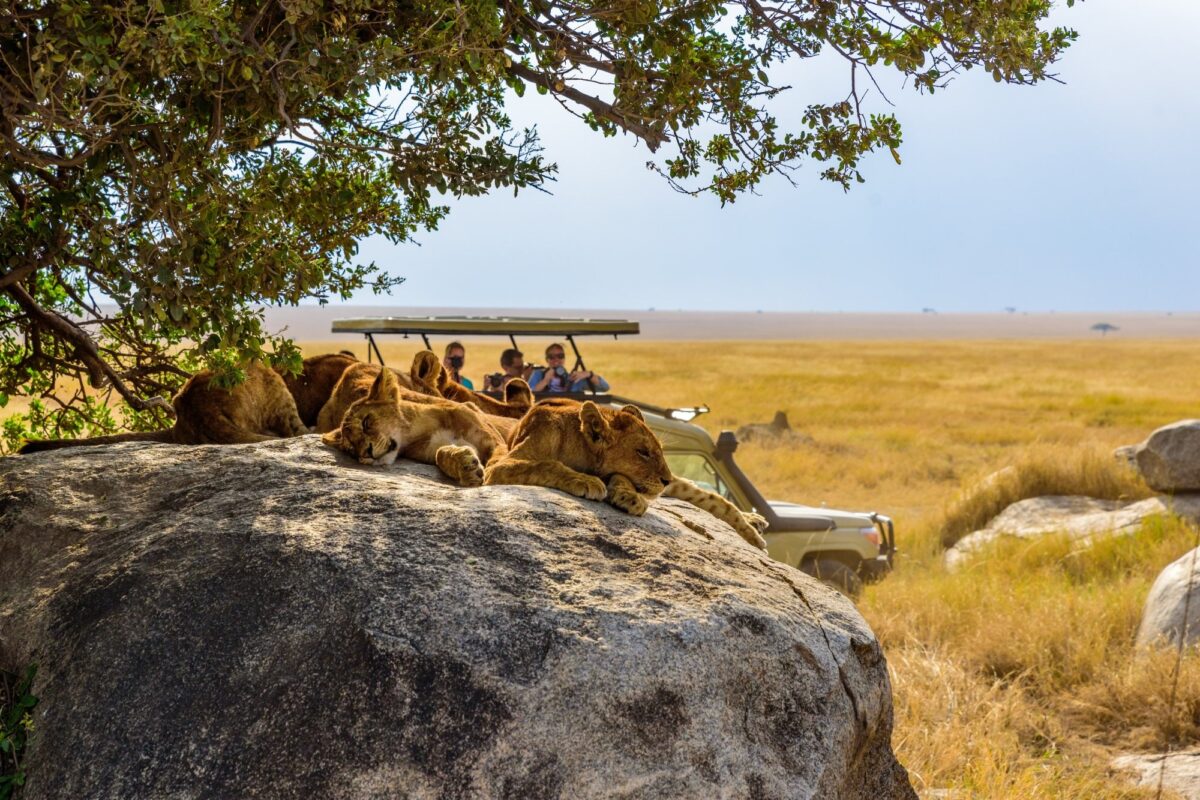 Lions resting on a rock kopje above the plain in the Serengeti, Tanzania