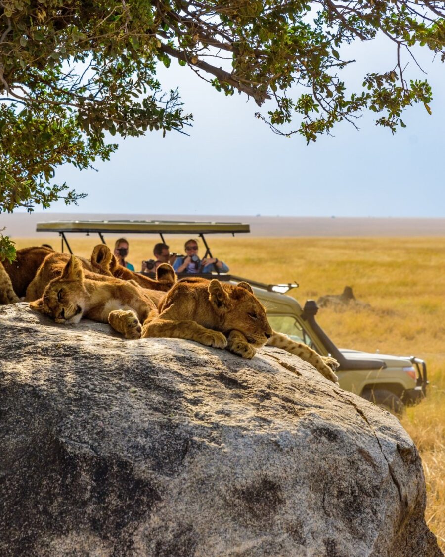 Lions resting on a rock kopje above the plain in the Serengeti, Tanzania