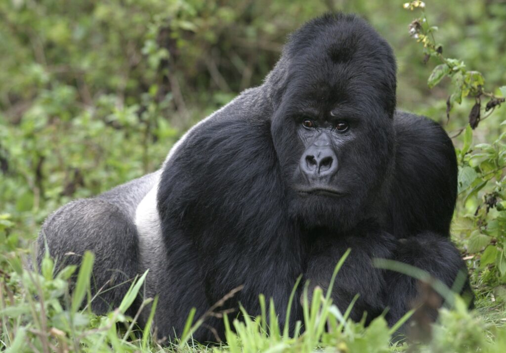 A silverback mountain gorilla in the Virunga forest