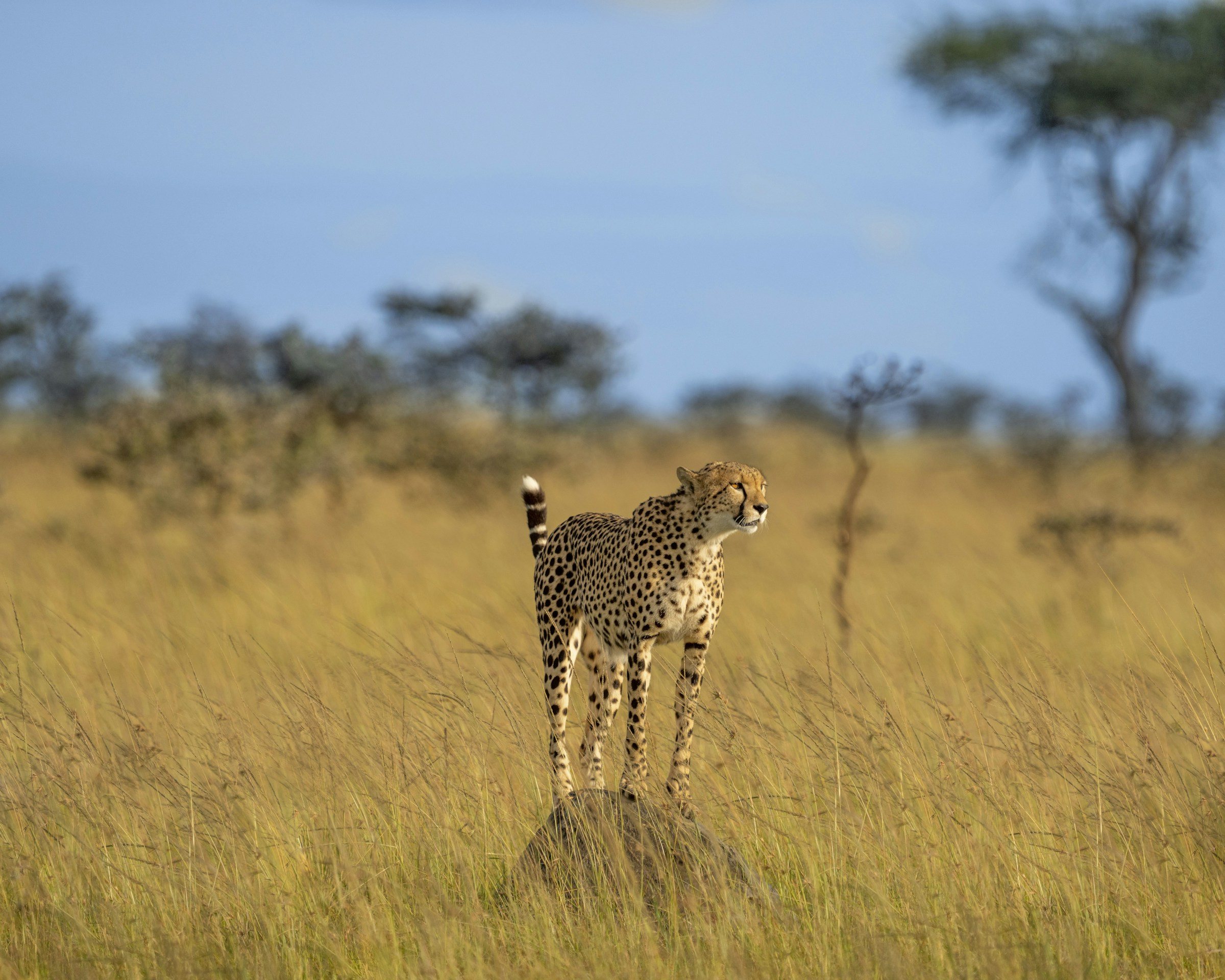 A cheetah standing on a termite mound in long grass