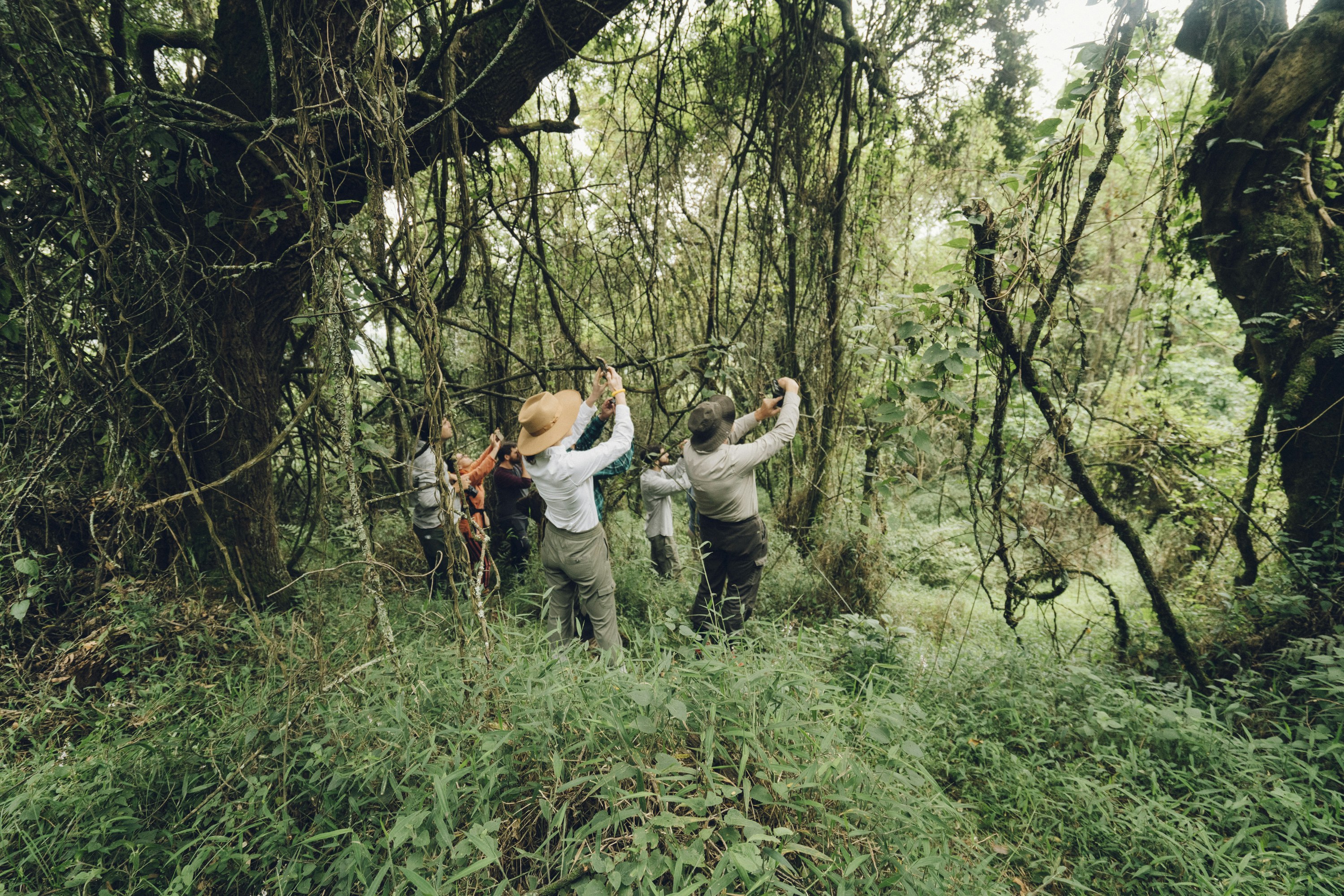 Travellers on a forest trek photographing up into the trees