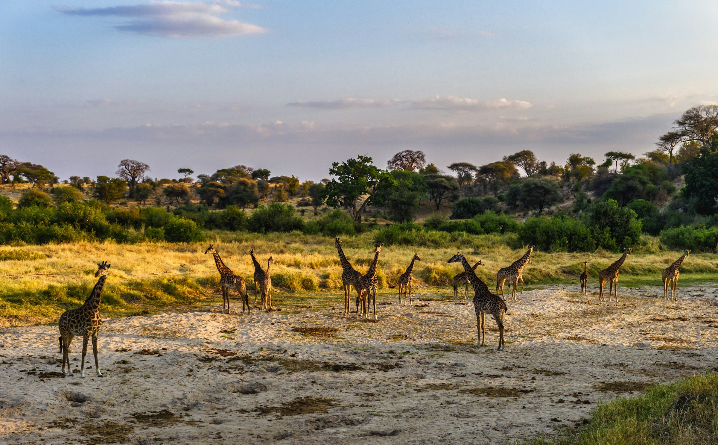 Giraffes gathering on open ground in warm light, Tanzania