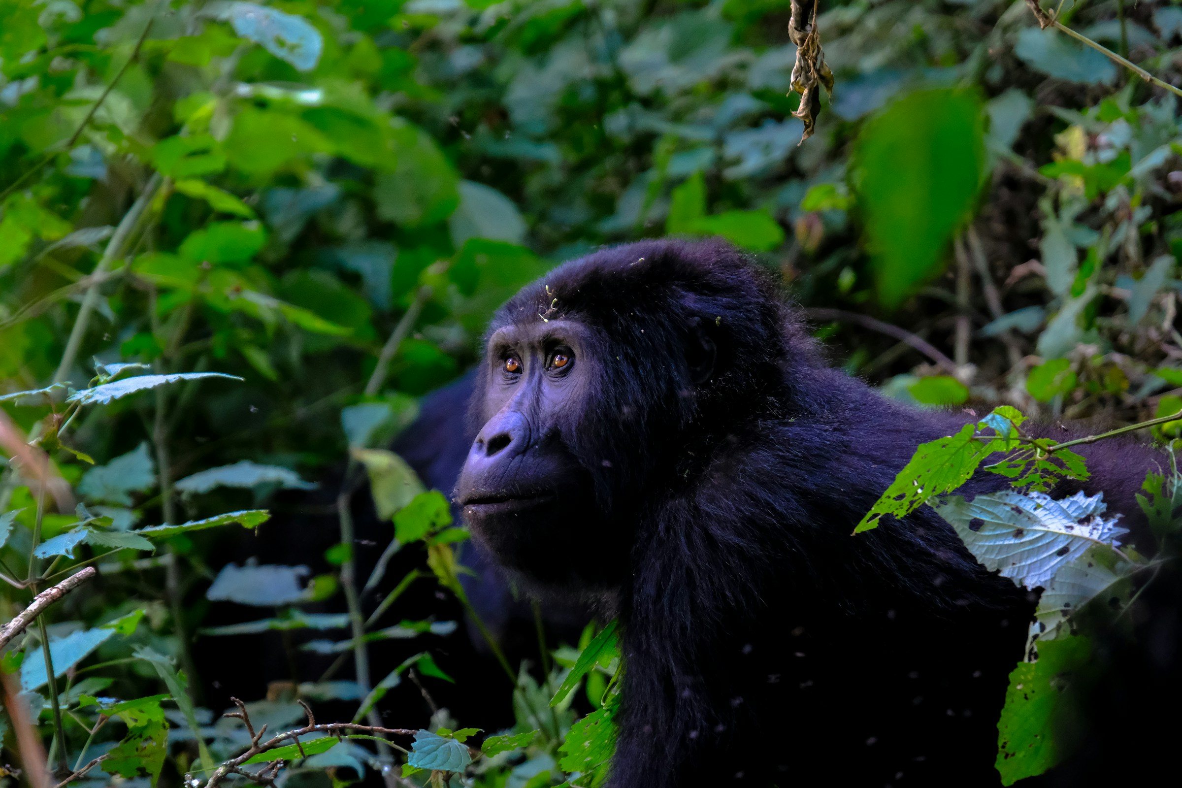 A mountain gorilla looking out from the leaves, Kisoro, Uganda
