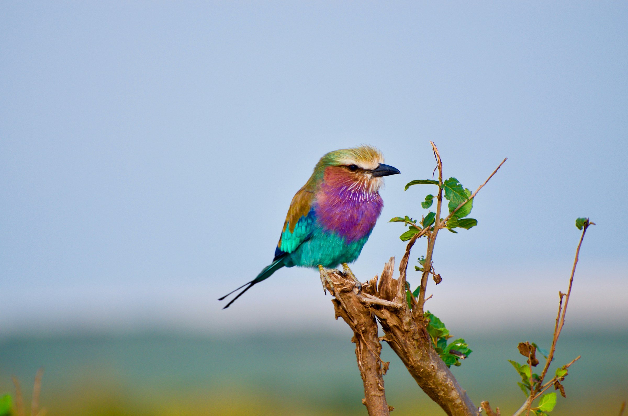 A lilac-breasted roller perched on a branch, Maasai Mara, Kenya