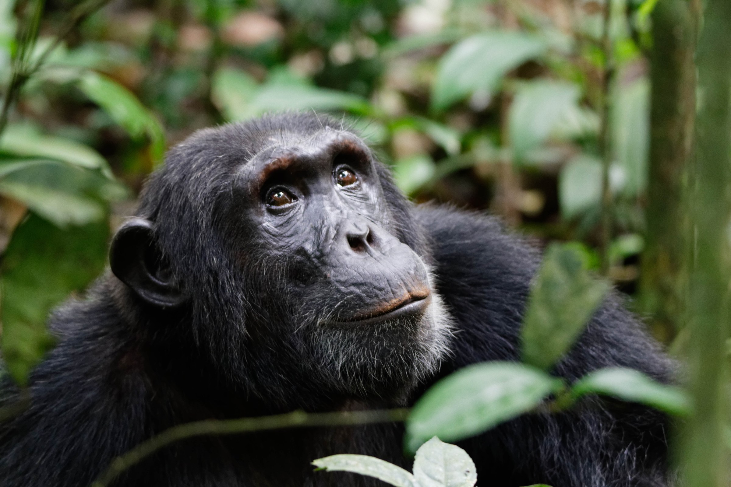 A chimpanzee resting among leaves, looking out, Kibale Forest, Uganda