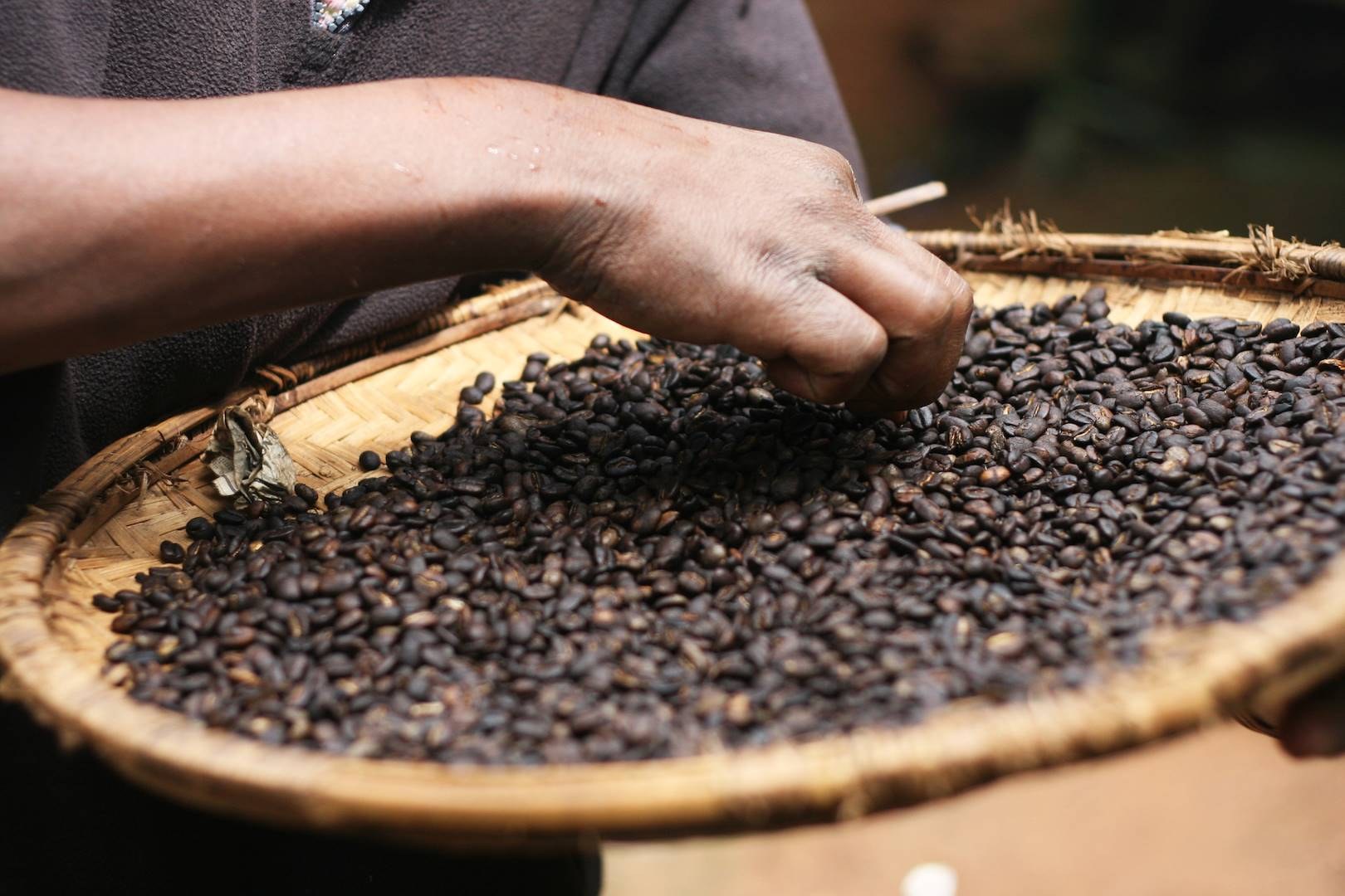 Hands sorting roasted coffee beans on a woven tray