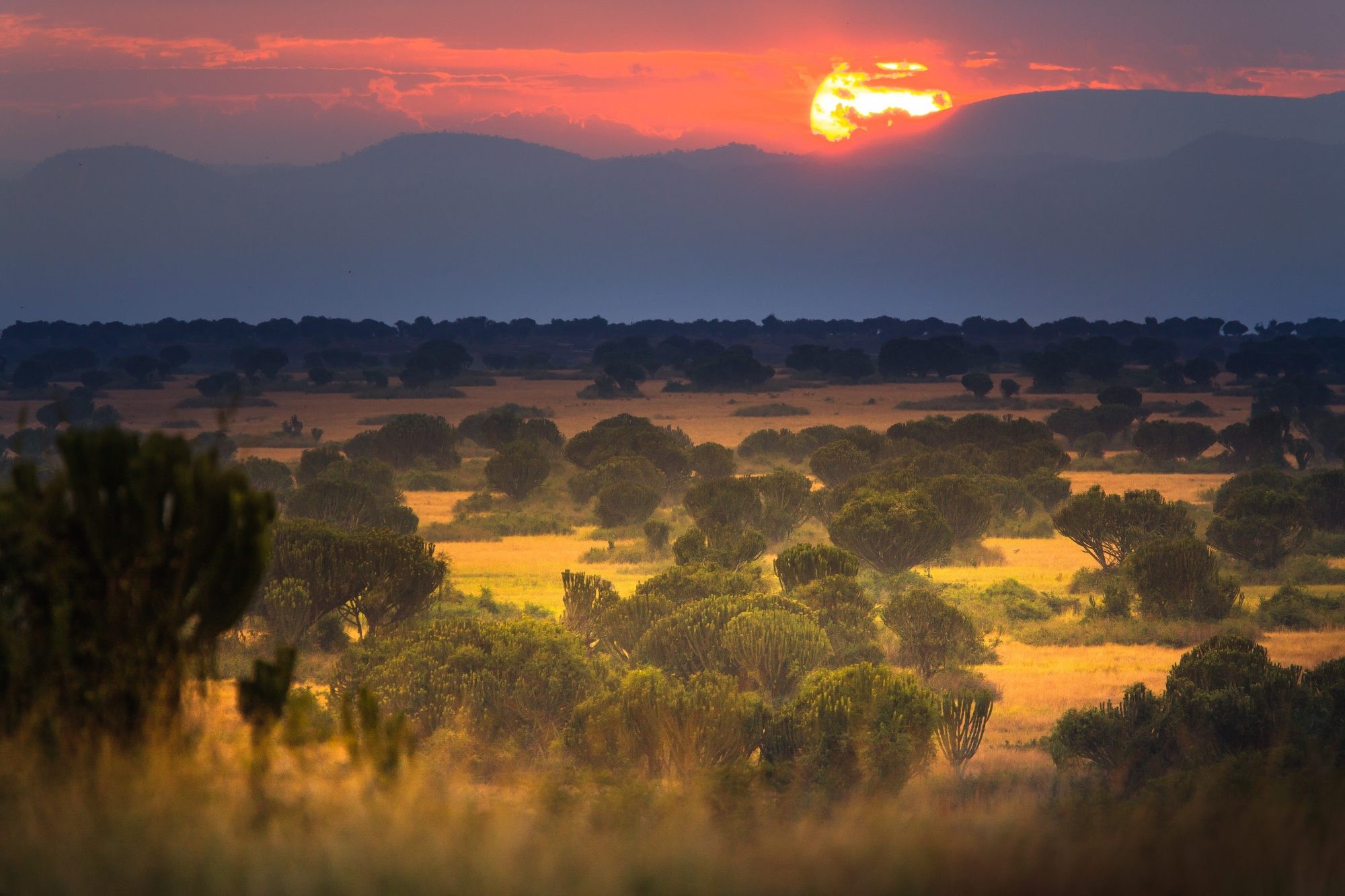 The sun low over hills above euphorbia trees and grassland, Queen Elizabeth National Park, Uganda