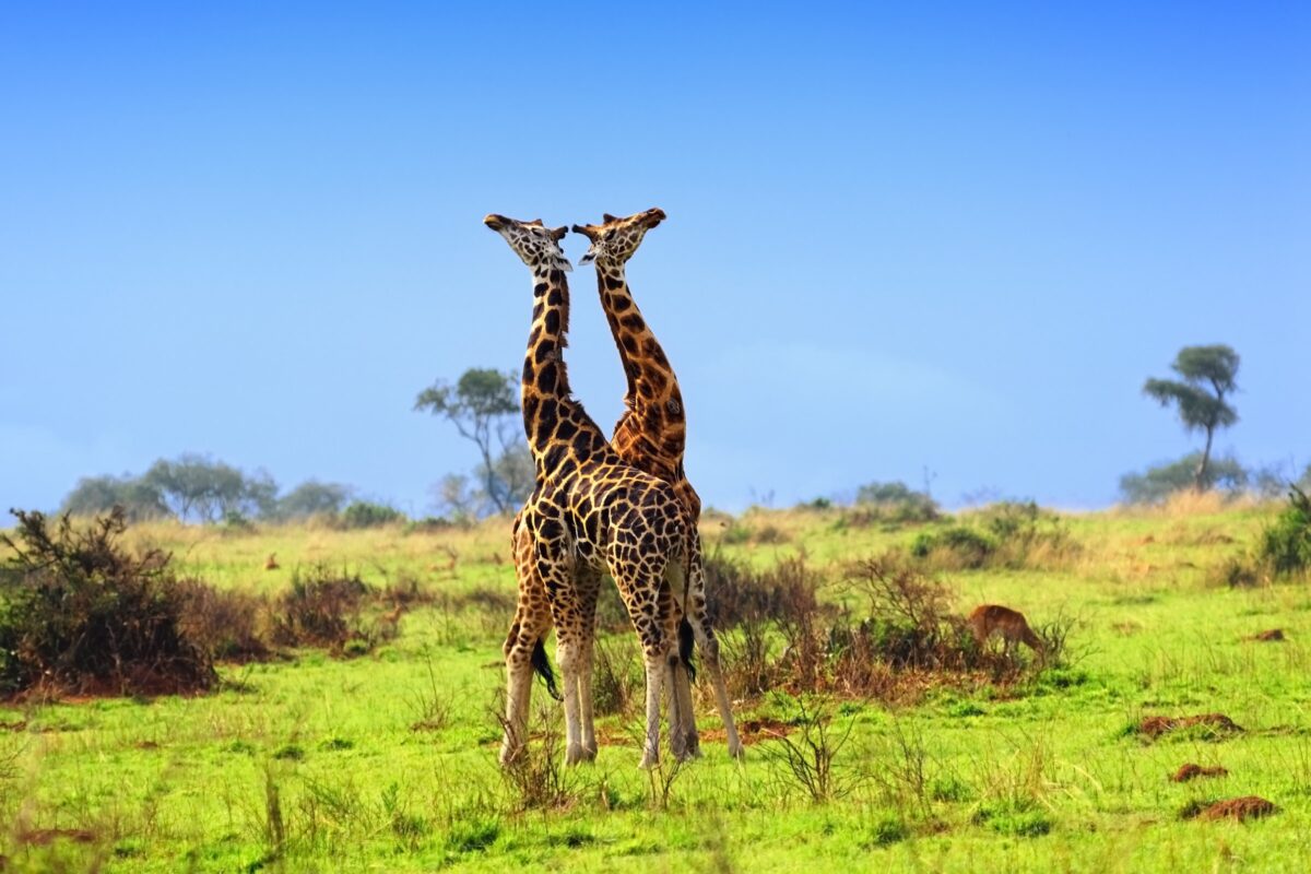 Two Rothschild's giraffe together under a blue sky at Murchison Falls, Uganda