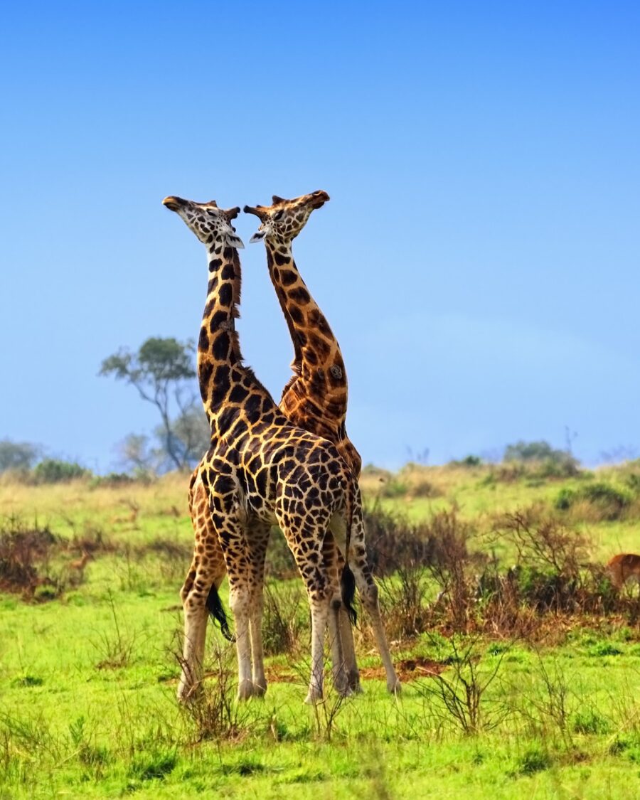 Two Rothschild's giraffe standing together under a blue sky at Murchison Falls, Uganda