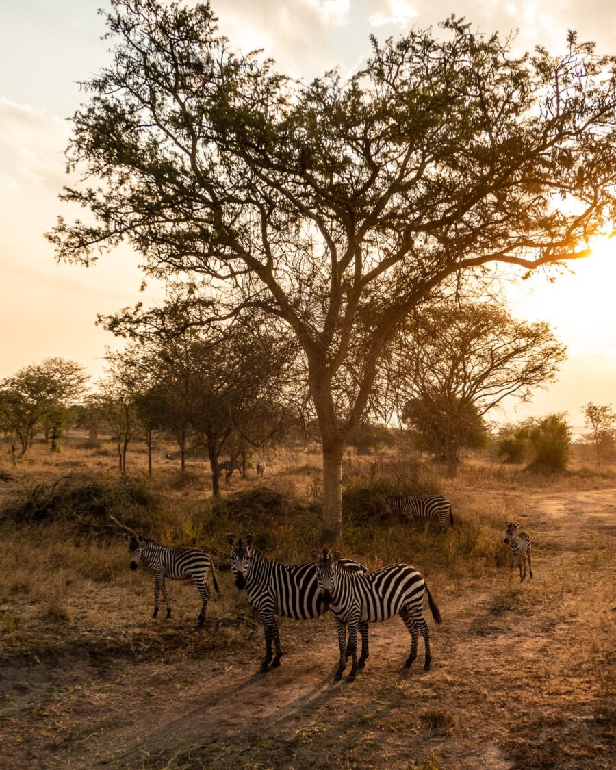 Zebra among acacia in warm light at Lake Mburo National Park