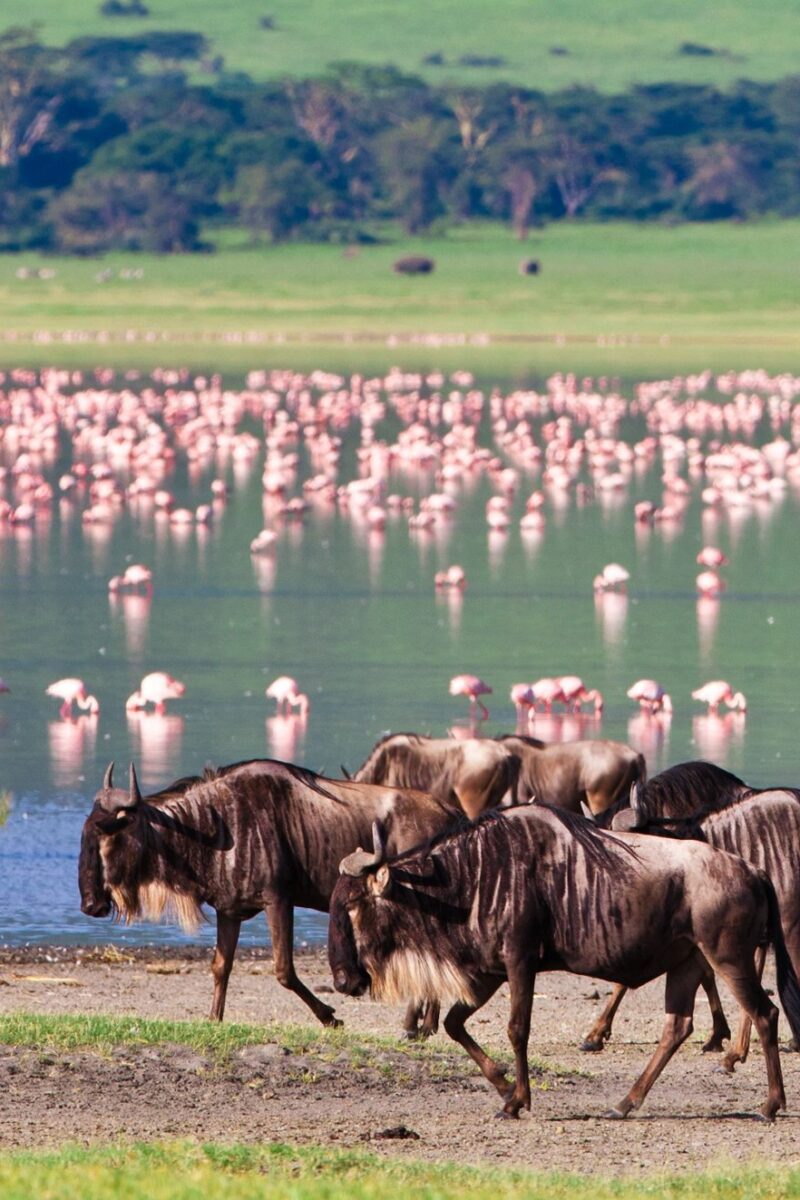 Zebra and wildebeest at the soda lake with flamingo massed behind, Ngorongoro Crater, Tanzania
