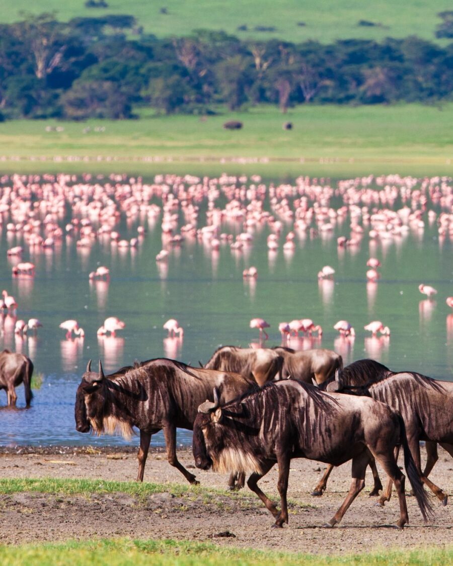 Zebra and wildebeest at the soda lake with flamingo massed behind, Ngorongoro Crater, Tanzania