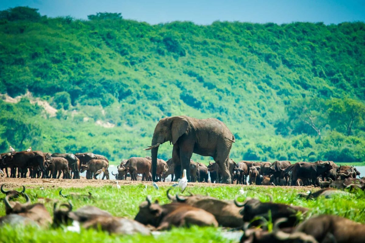 Elephant and buffalo herds below the escarpment, Queen Elizabeth National Park, Uganda
