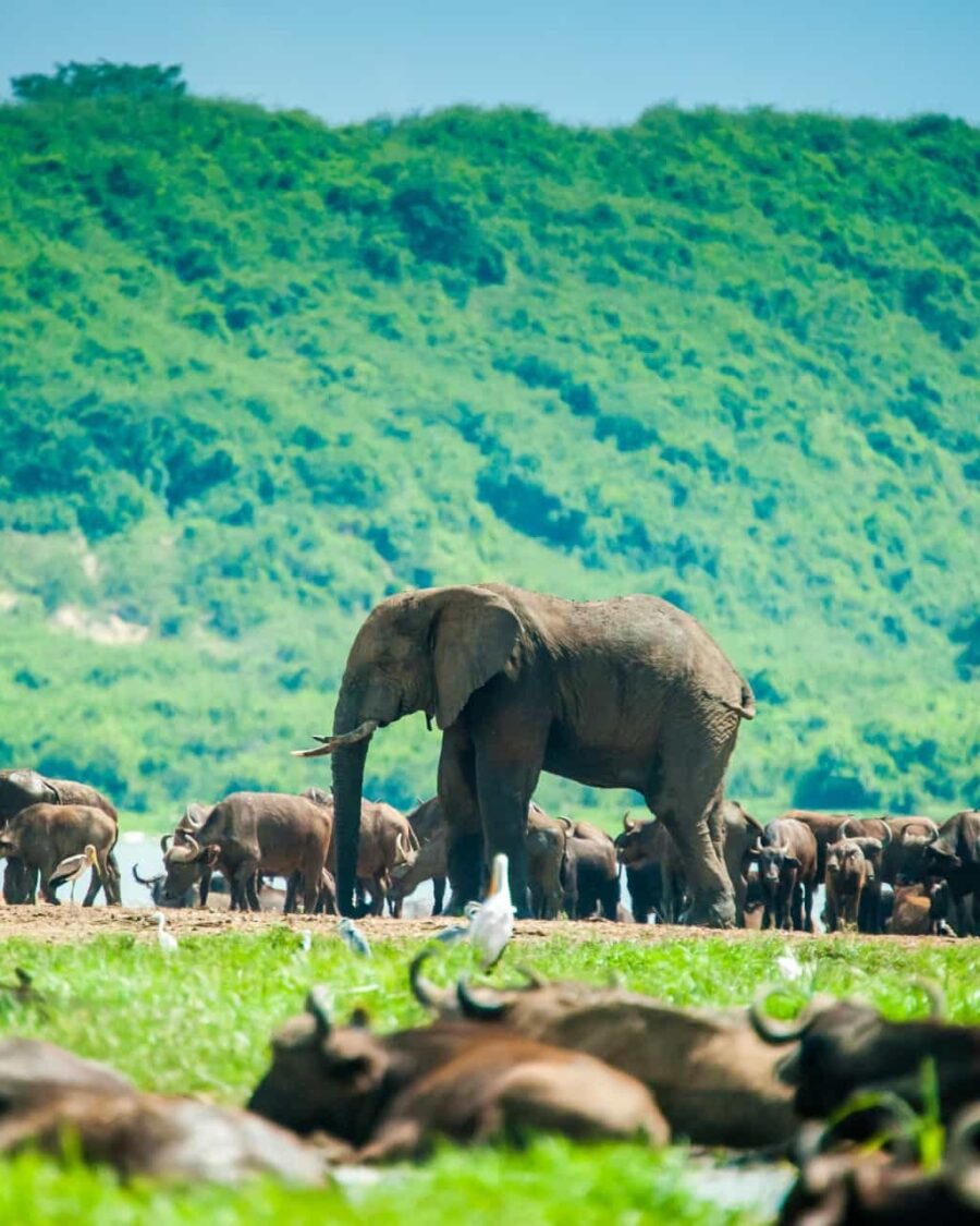 Elephant and buffalo herds along the water below a green escarpment, Queen Elizabeth National Park, Uganda