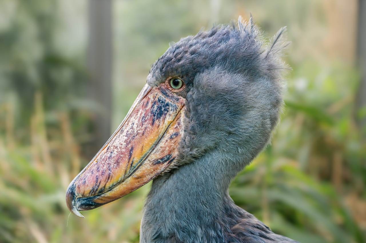 A shoebill in close profile, showing its hooked bill