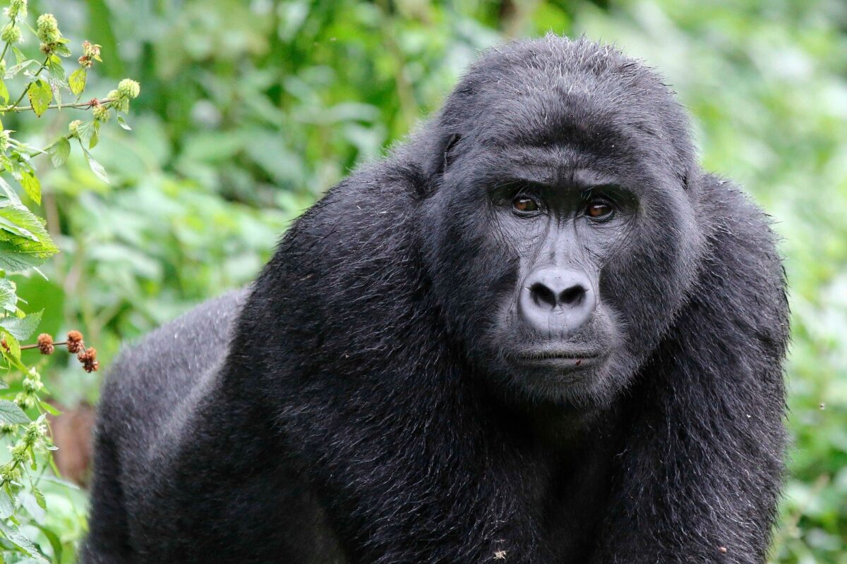 A silverback mountain gorilla looking out from thick forest