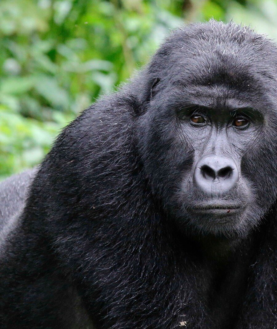 A silverback mountain gorilla looking directly out from thick forest