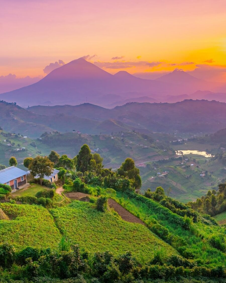The Virunga volcanoes at sunset above the terraced hills around Kisoro
