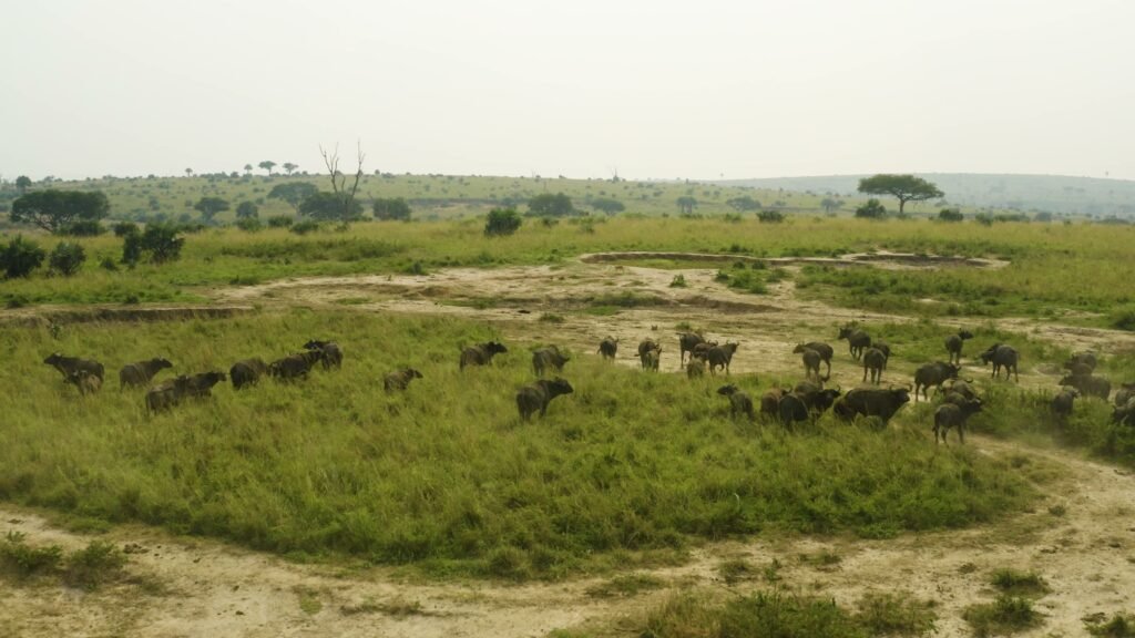 Buffalo grazing across open grassland between the lakes in Queen Elizabeth National Park