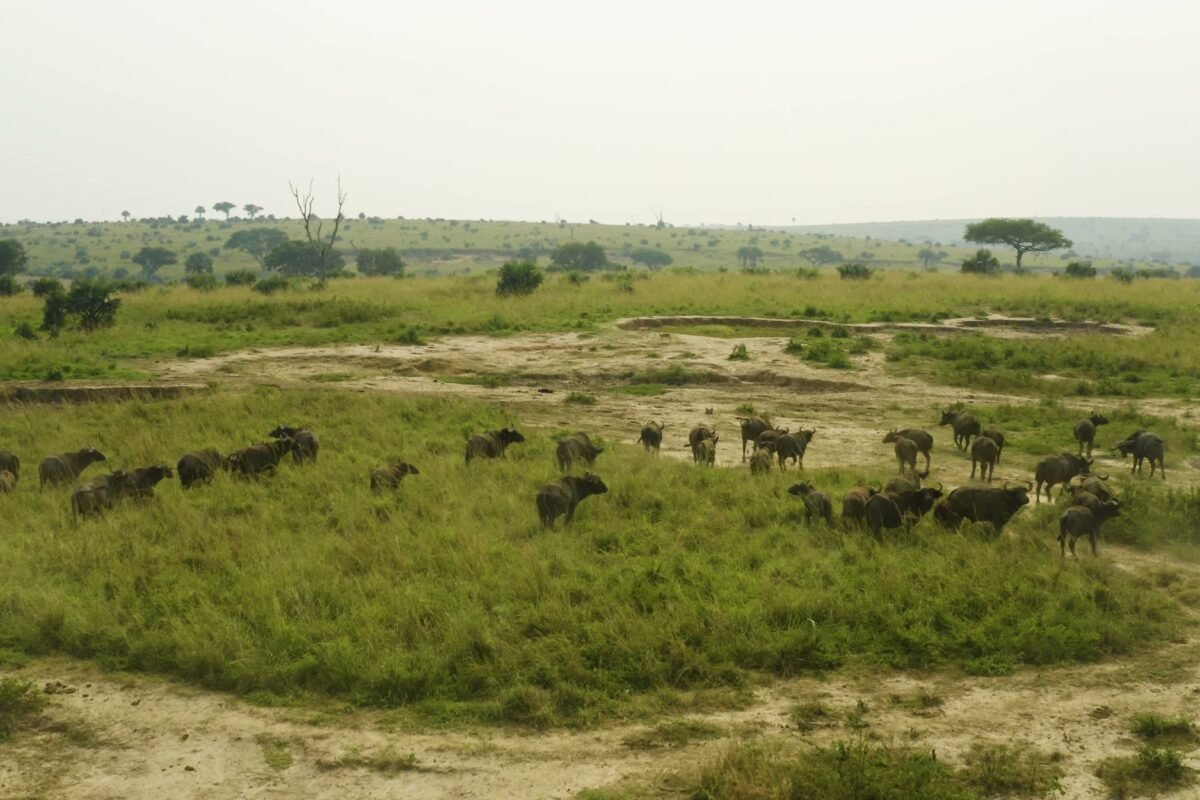 Buffalo on open grassland in Queen Elizabeth National Park, Uganda