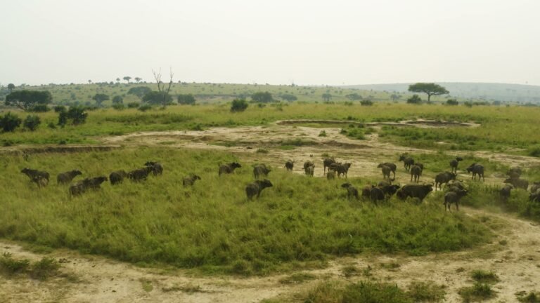 Buffalo on open grassland in Queen Elizabeth National Park, Uganda