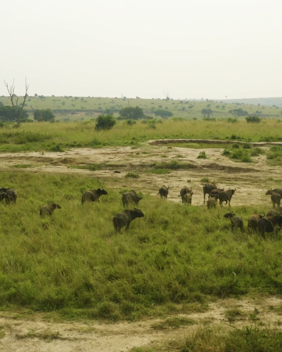 Buffalo grazing across open grassland between the lakes in Queen Elizabeth National Park