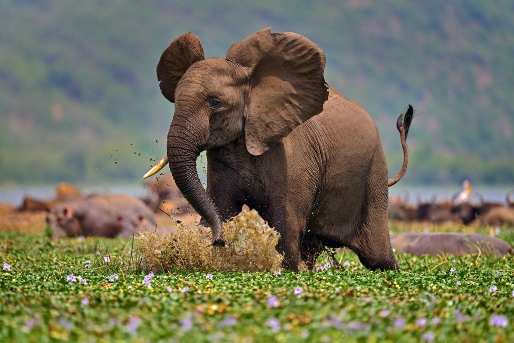 An elephant striding through water lettuce past hippos on the Kazinga Channel, Queen Elizabeth National Park, Uganda
