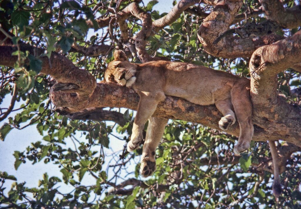 A lioness asleep along the branch of a tree