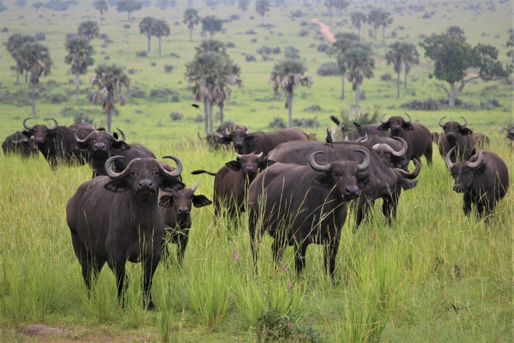 A herd of Cape buffalo among borassus palms, Murchison Falls National Park, Uganda