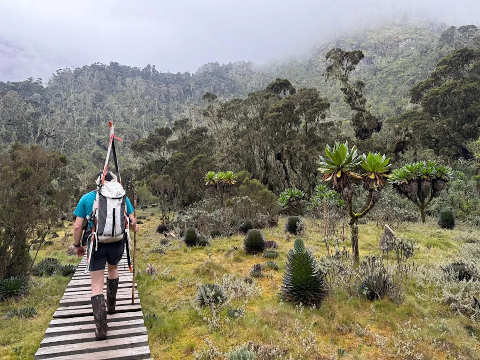 A trekker on a boardwalk among giant lobelias in the Rwenzori Mountains, Uganda