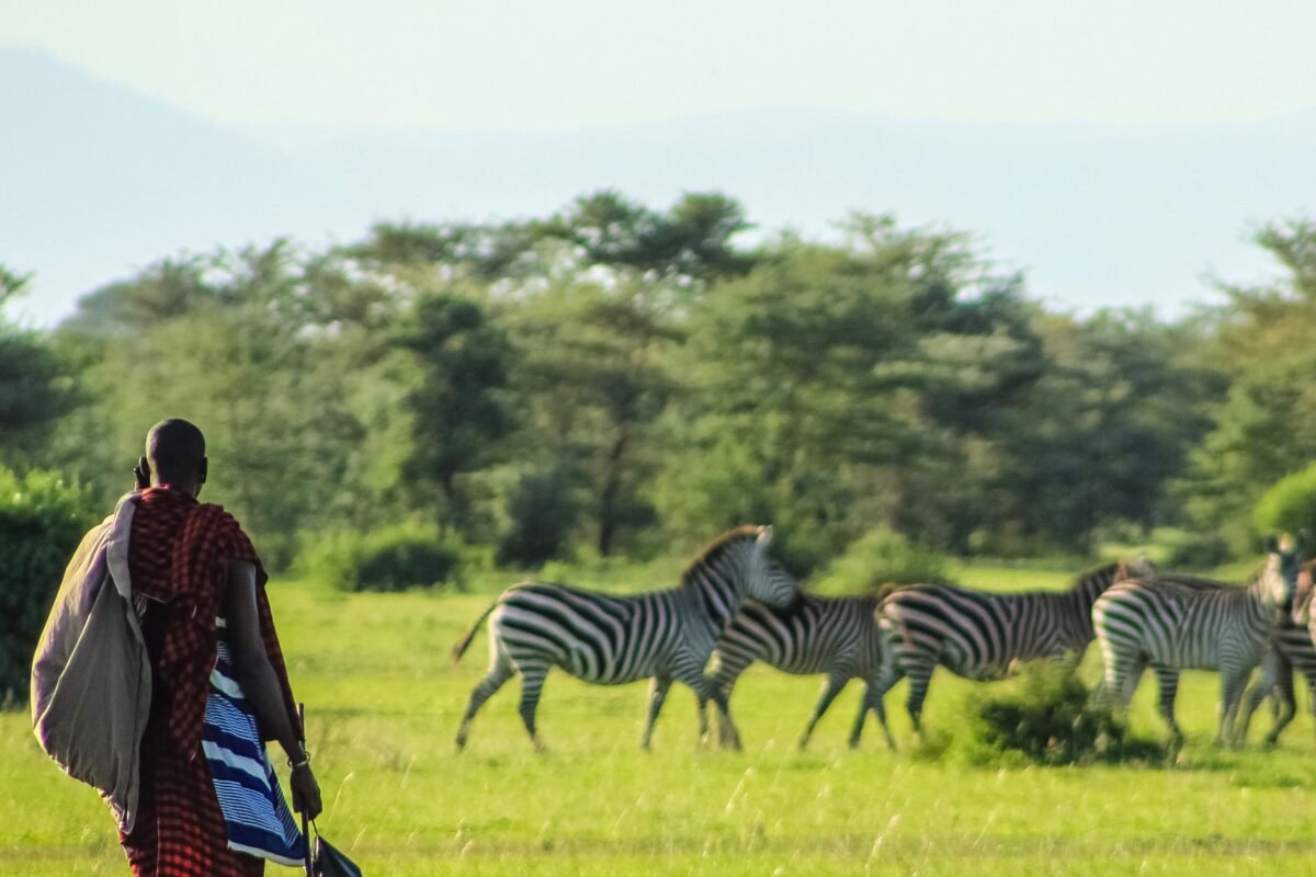 A Maasai guide walking toward grazing zebra on open savanna