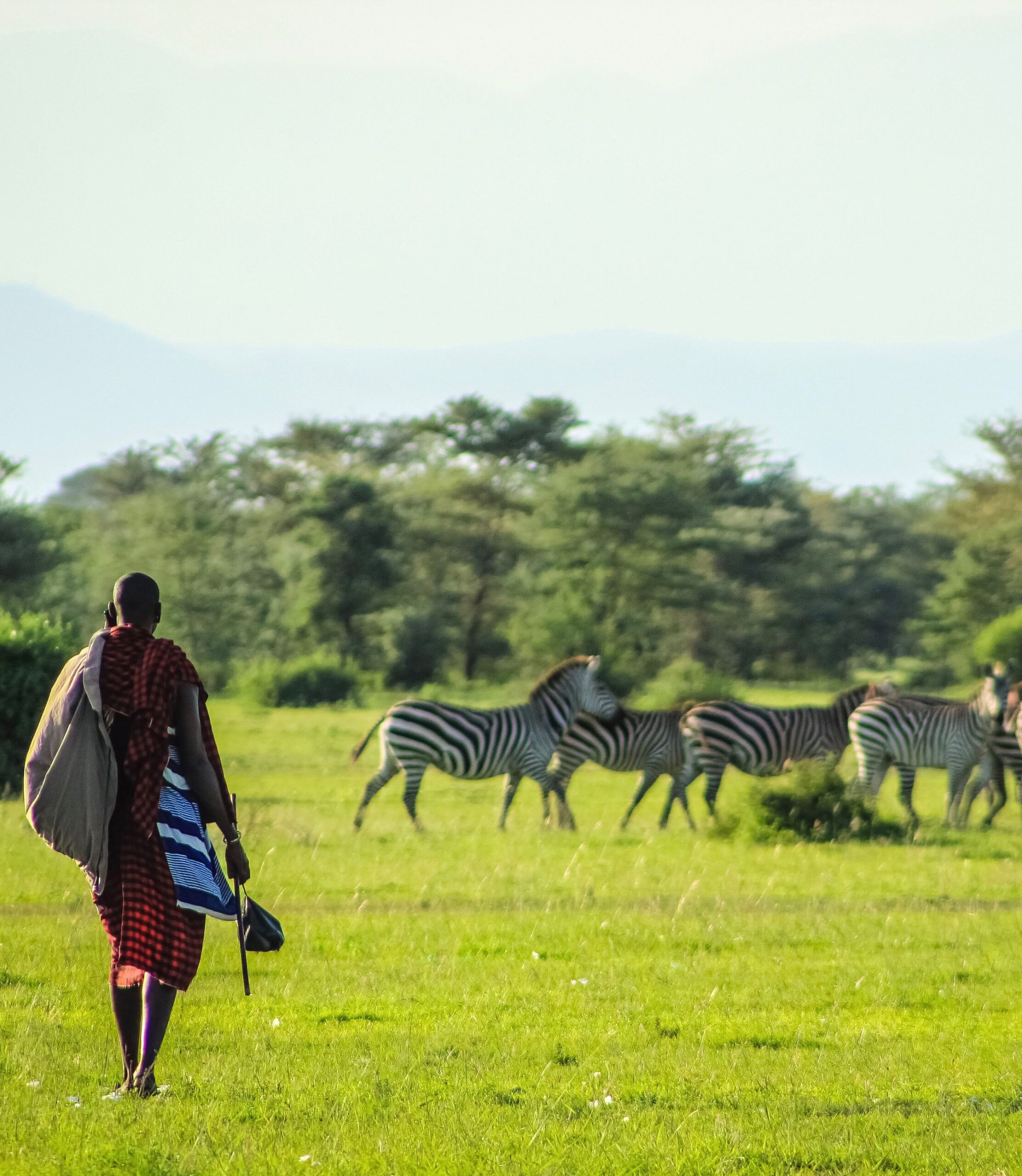 A Maasai guide in a red shuka walking toward grazing zebra on open savanna